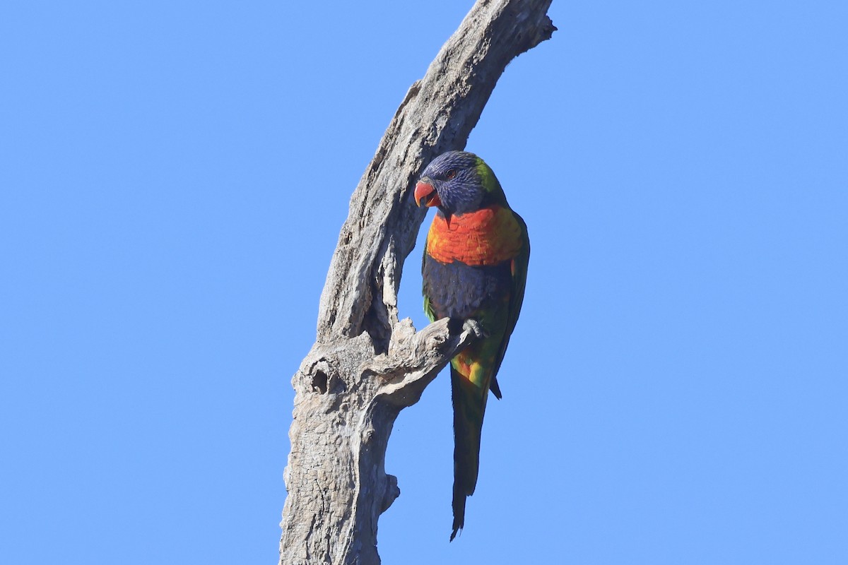 Rainbow Lorikeet - ML620615394