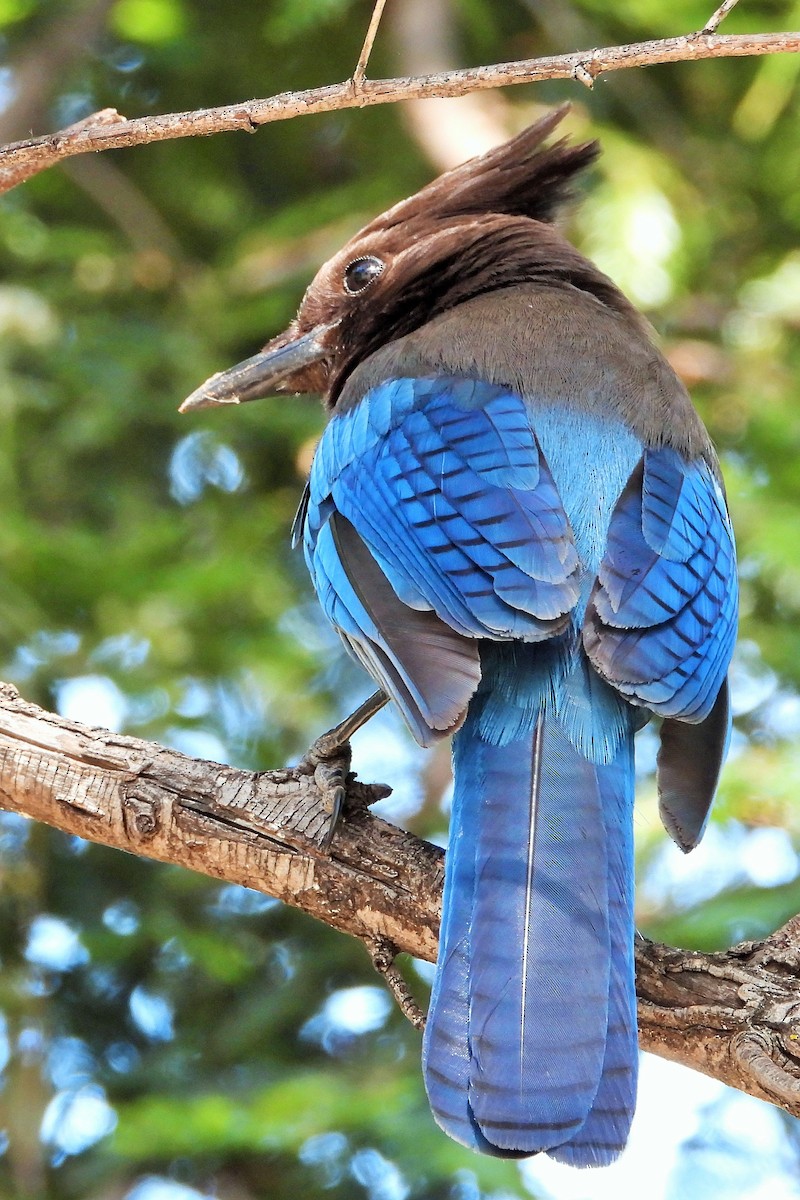 Steller's Jay - ML620615396