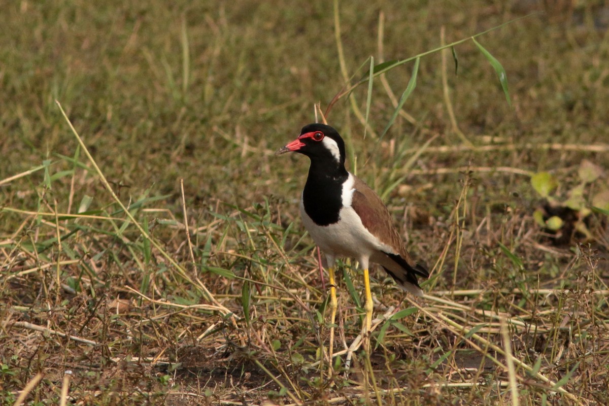 Red-wattled Lapwing - ML620615415