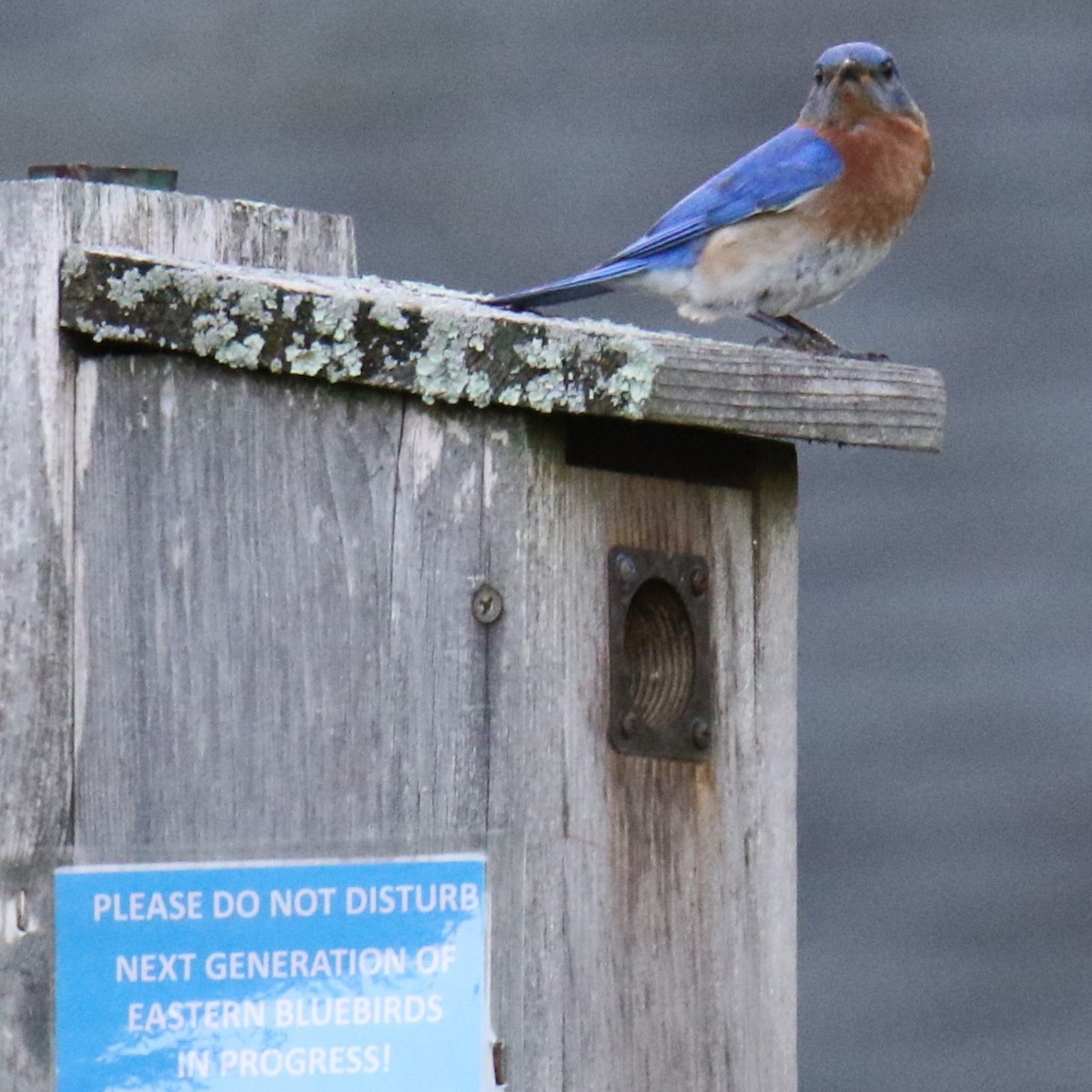 Eastern Bluebird - Linda Miller