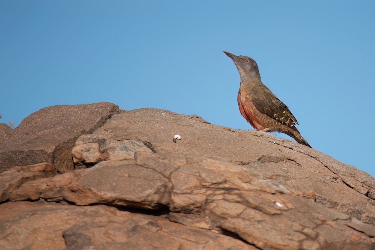 Ground Woodpecker - ML620615425