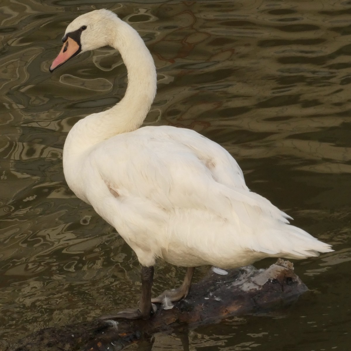 Mute Swan - ML620615426