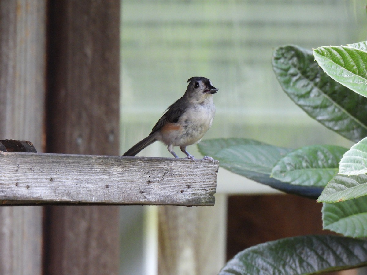 Tufted Titmouse - ML620615428