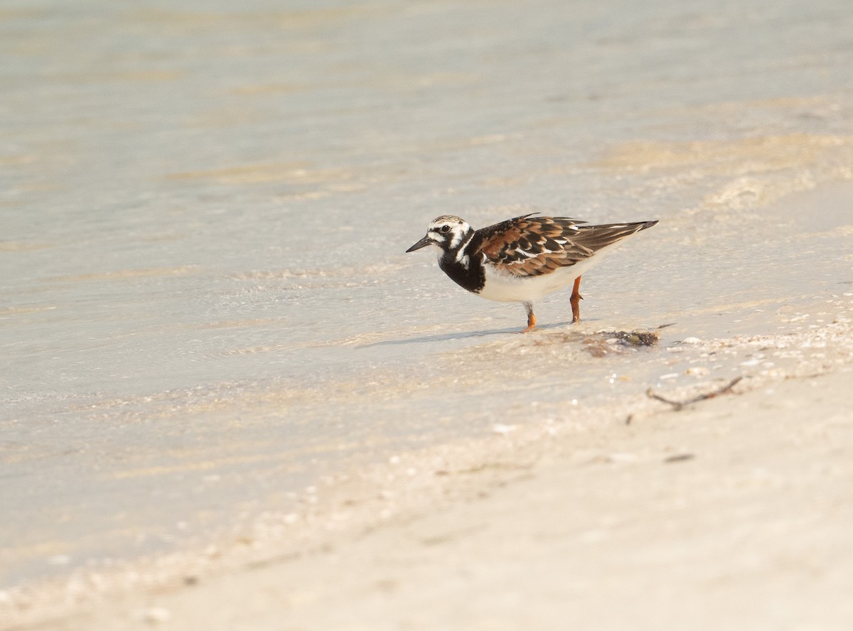 Ruddy Turnstone - ML620615429