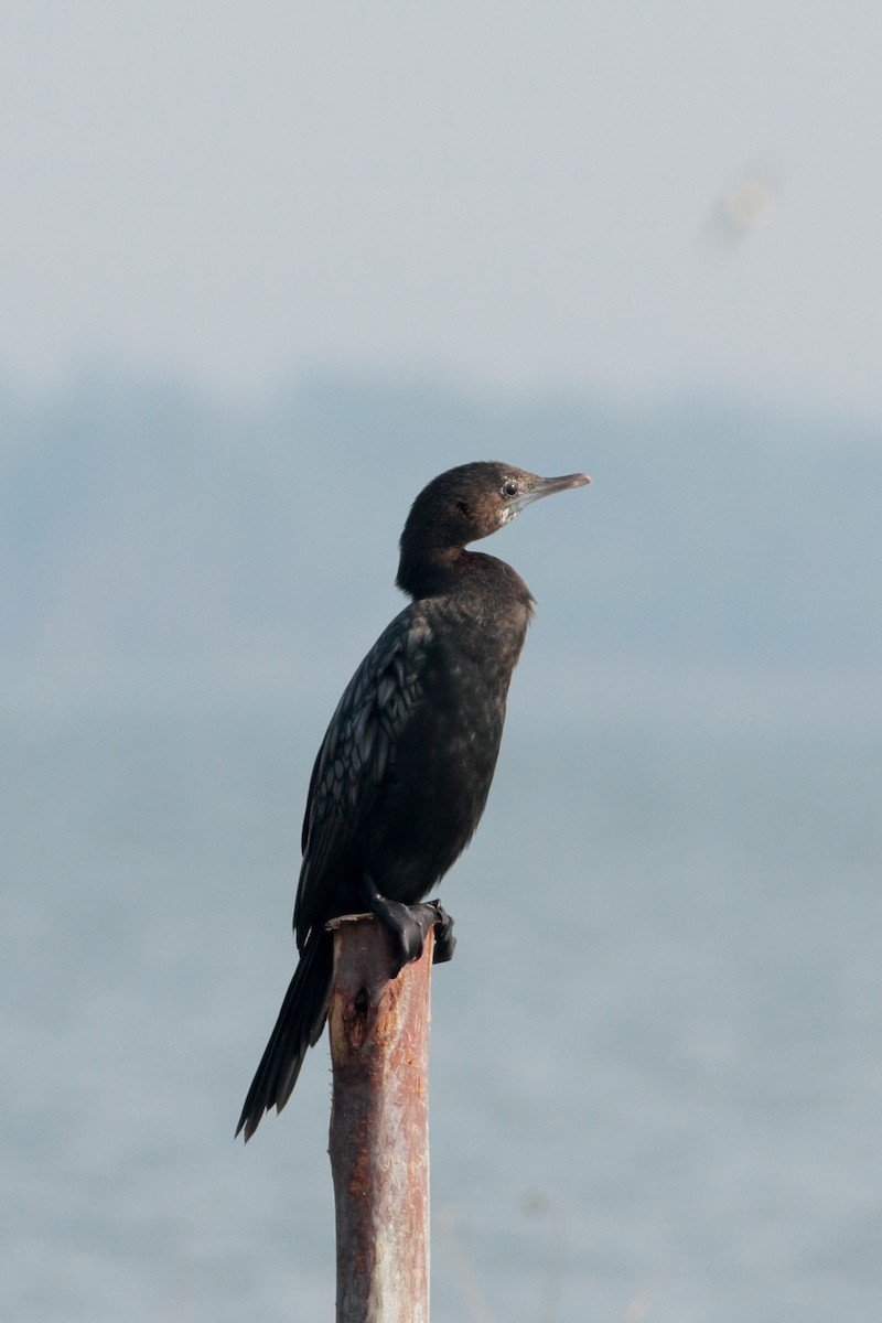 ub. skarv (Phalacrocoracidae sp.) - ML620615430