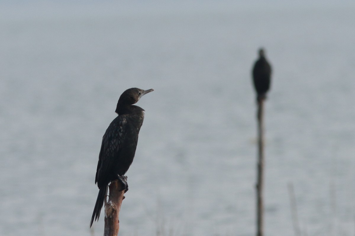 cormorant sp. - ML620615431