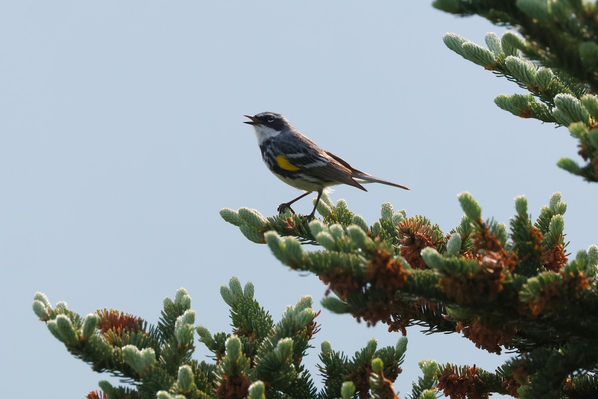 Yellow-rumped Warbler - ML620615436