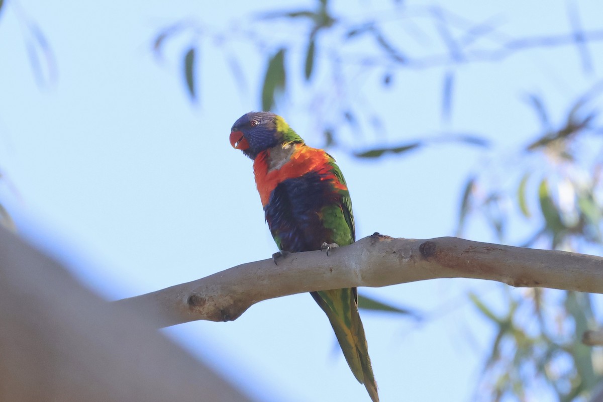 Rainbow Lorikeet - ML620615437