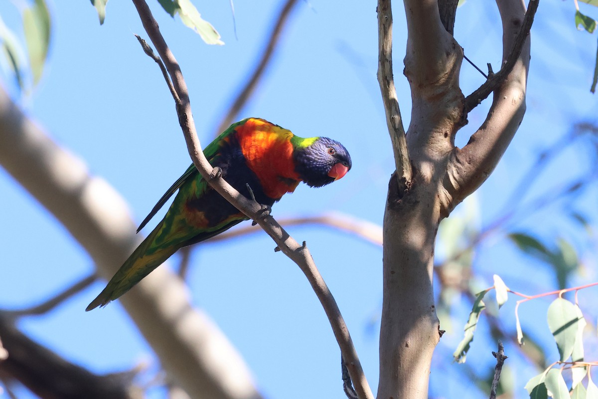 Rainbow Lorikeet - ML620615439