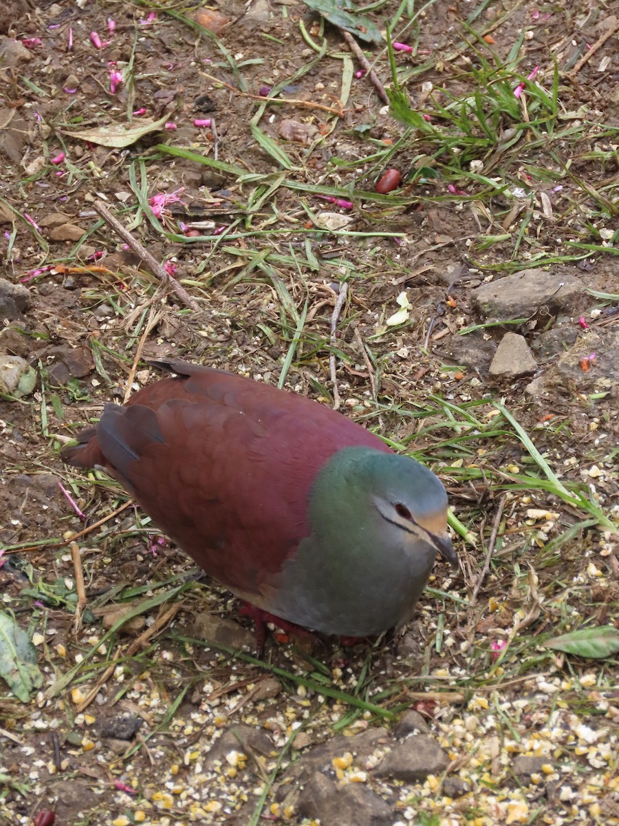 Buff-fronted Quail-Dove - ML620615442