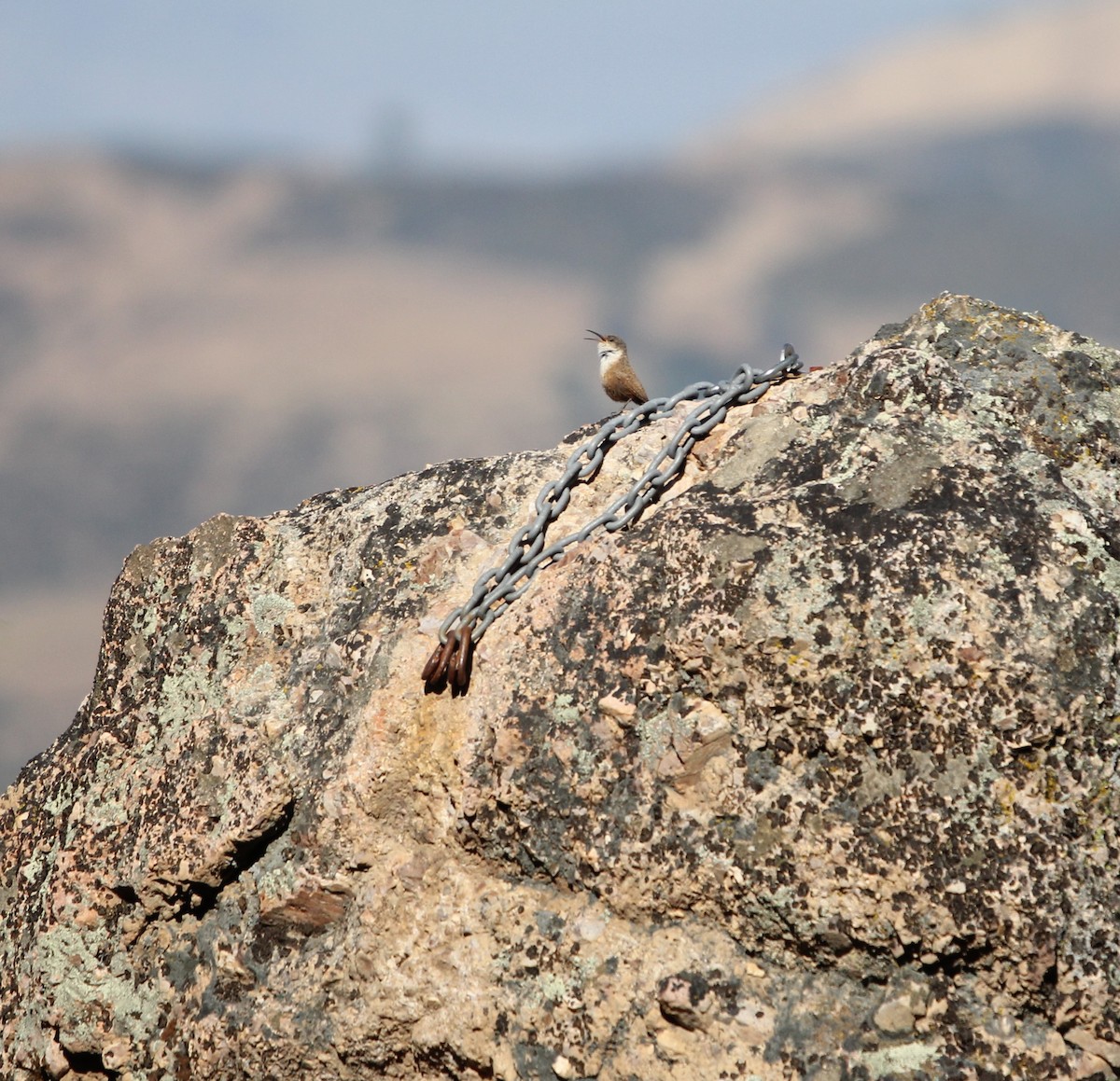 Canyon Wren - ML620615443