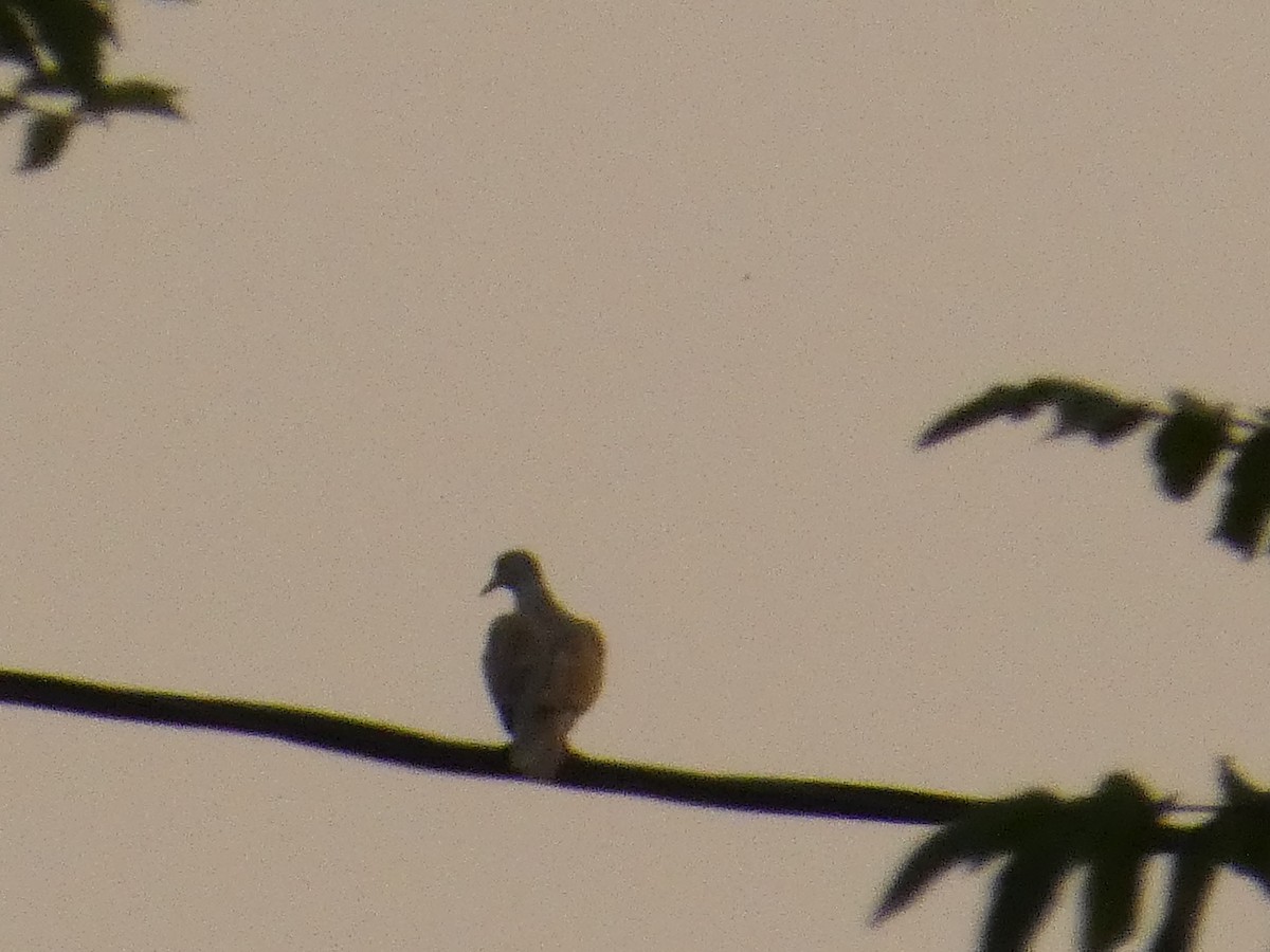 Eurasian Collared-Dove - ML620615445