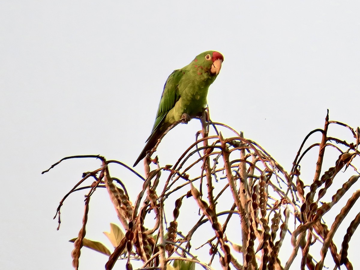 Crimson-fronted Parakeet - ML620615446