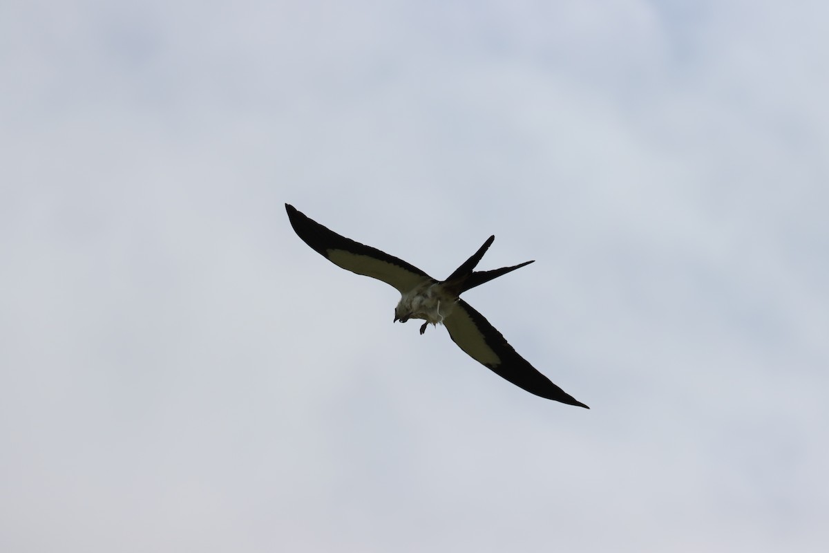 Swallow-tailed Kite - ML620615447