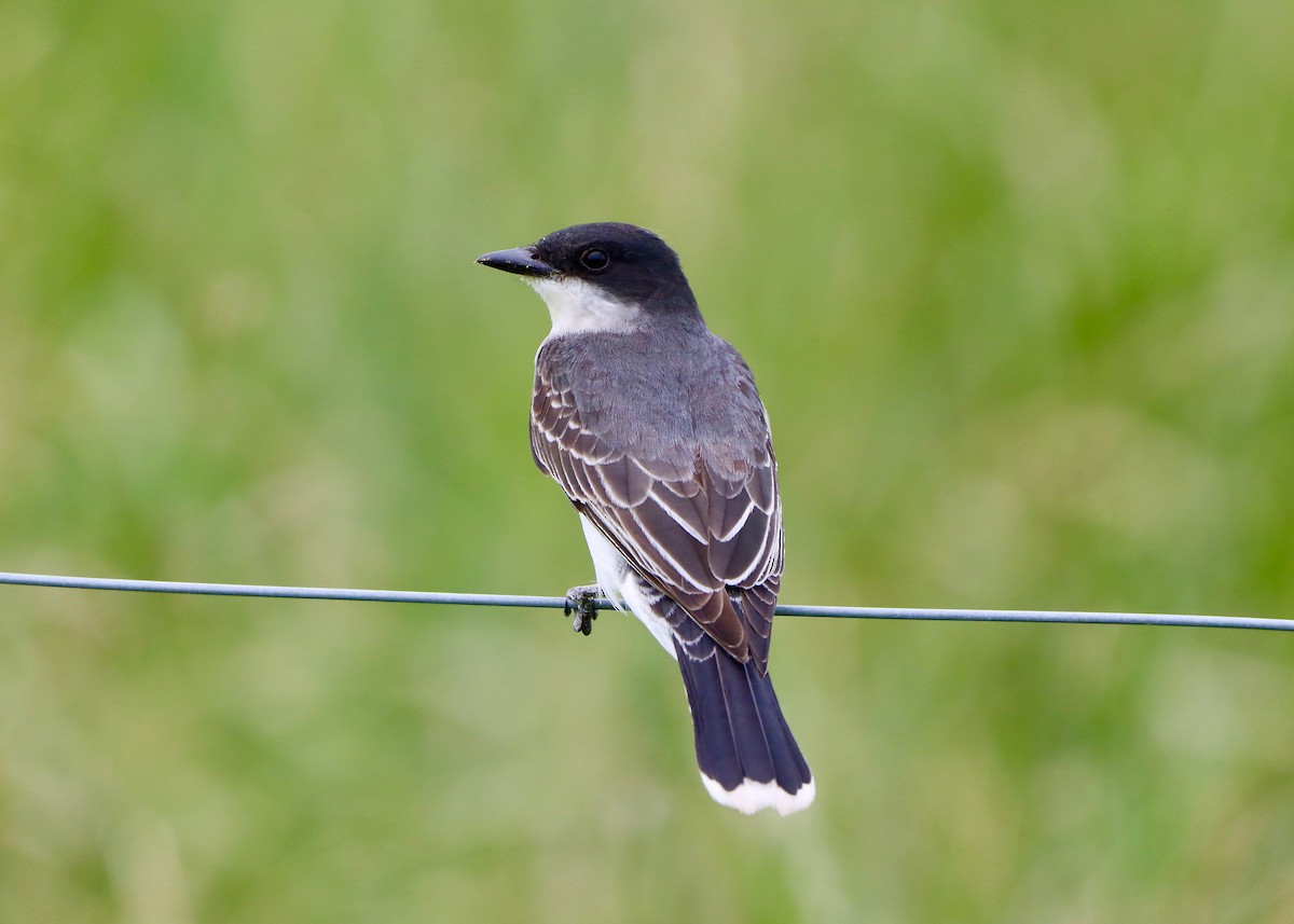 Eastern Kingbird - ML620615448