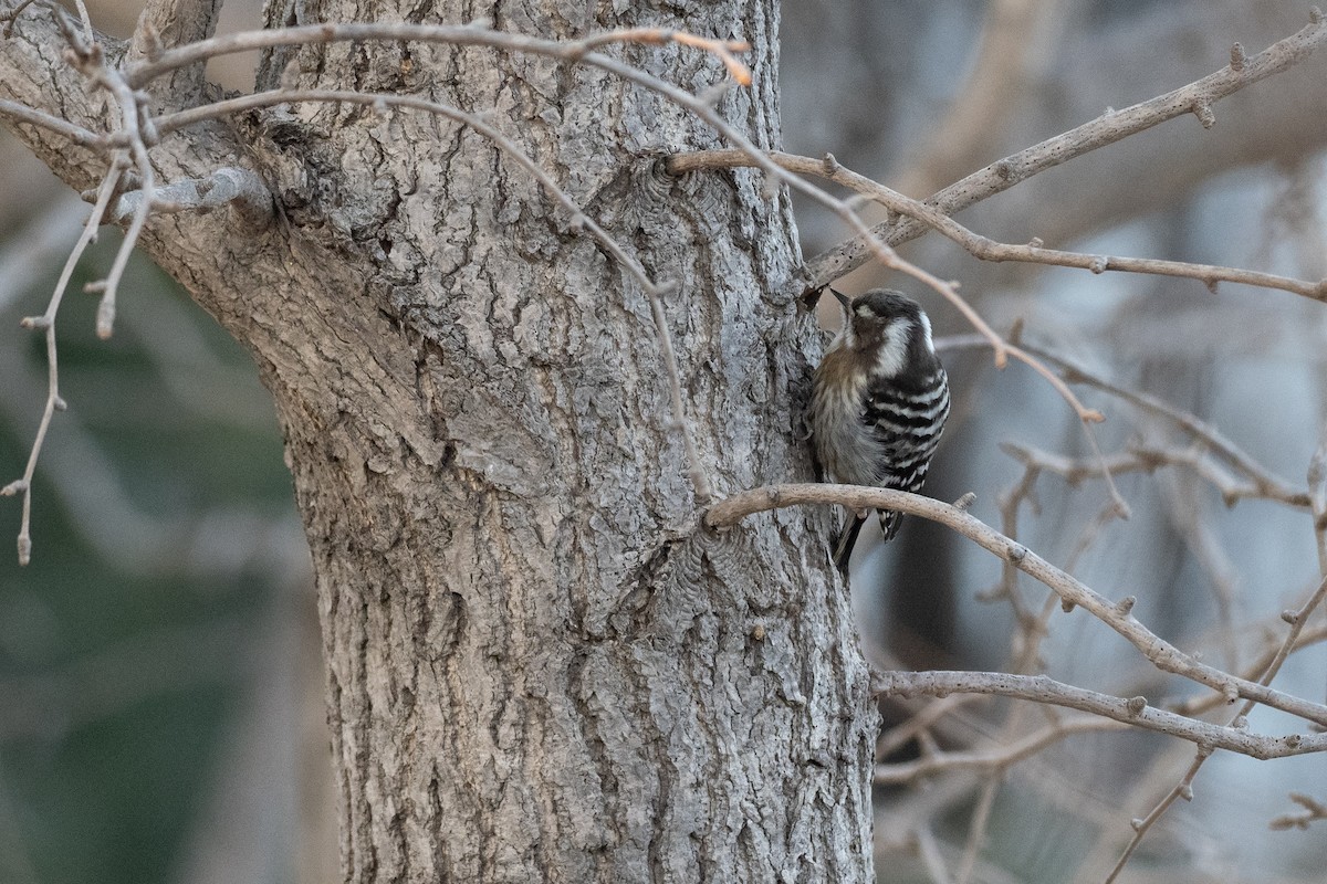 Japanese Pygmy Woodpecker - ML620615453