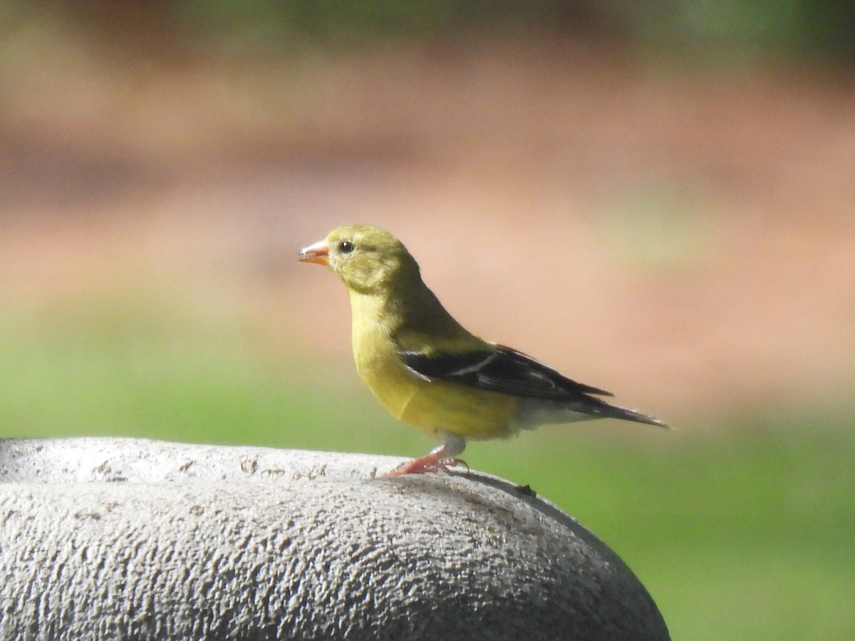 Chardonneret jaune - ML620615456