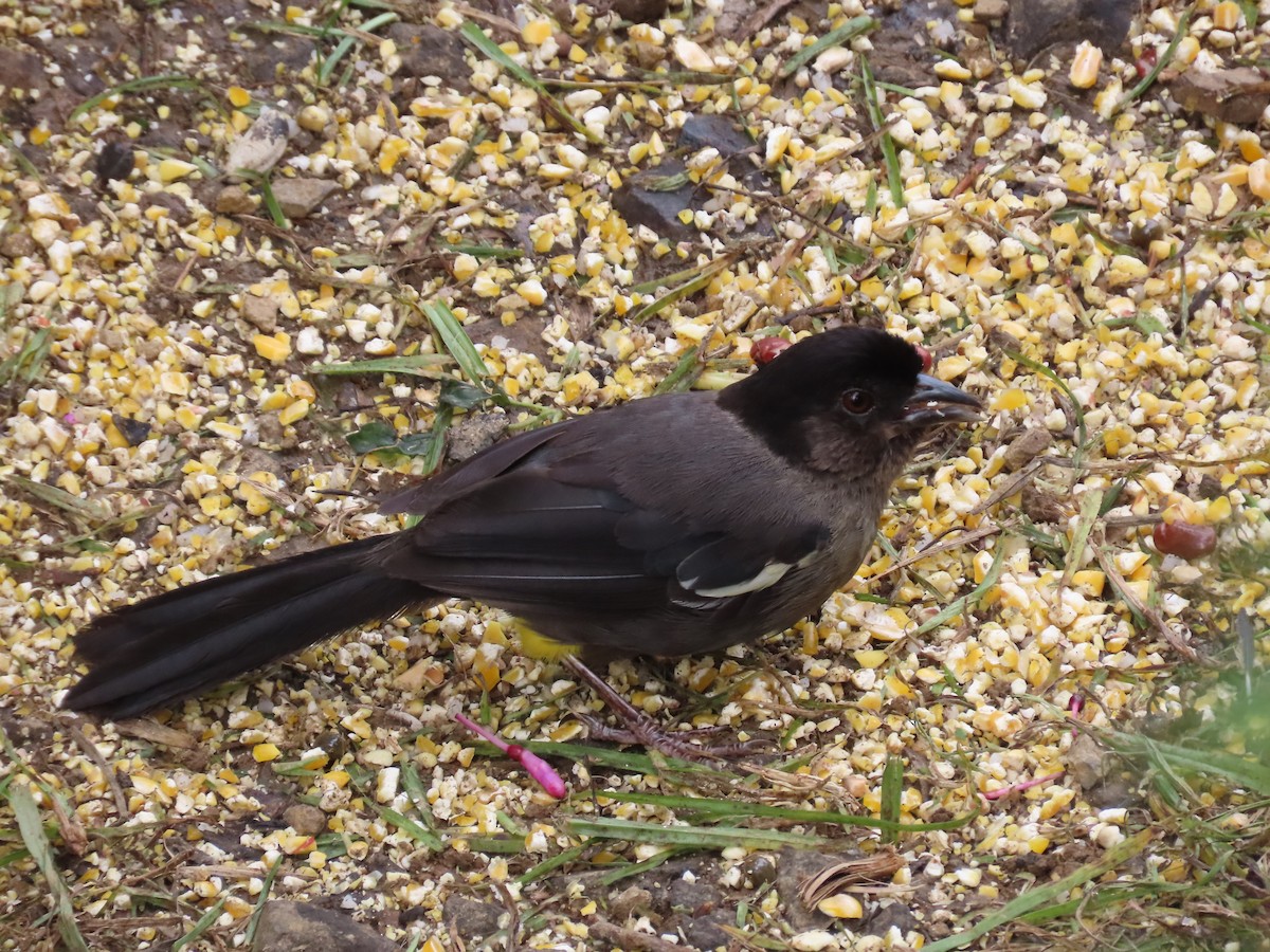 Yellow-thighed Brushfinch - ML620615458