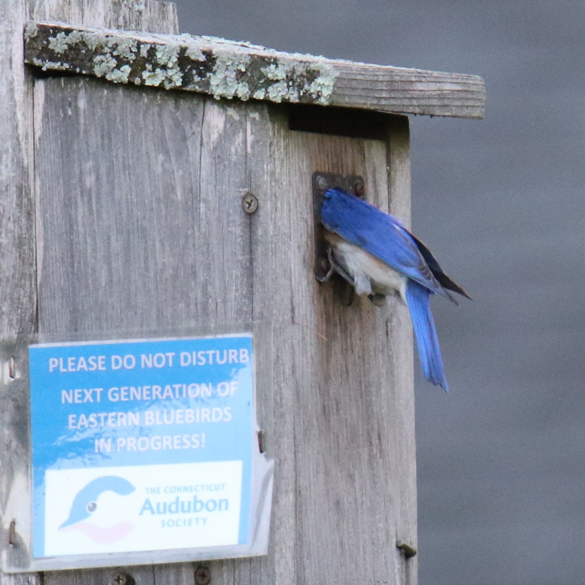 Eastern Bluebird - ML620615460