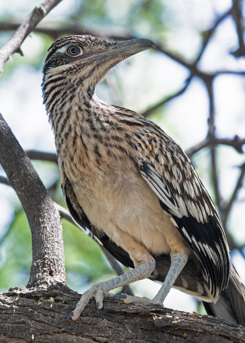 Greater Roadrunner - ML620615461