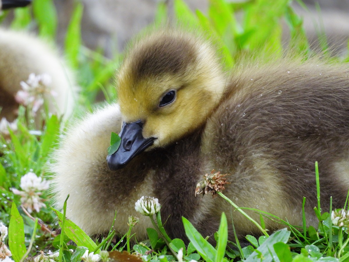 Canada Goose - ML620615462