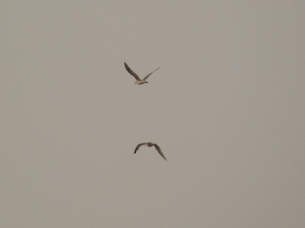 Yellow-legged Gull - ML620615466