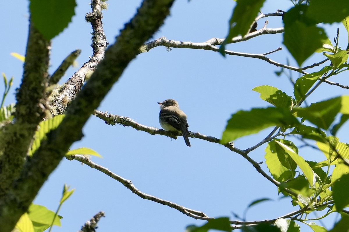 småempid - ML620615468