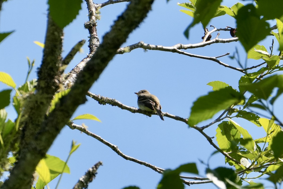 småempid - ML620615469