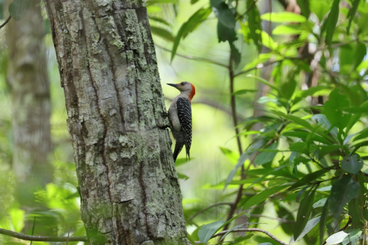 Red-bellied Woodpecker - ML620615471