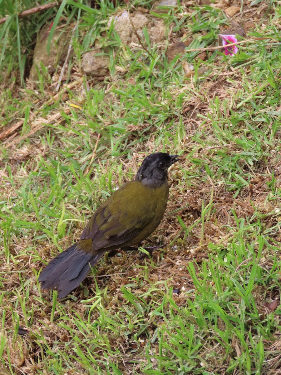 Large-footed Finch - ML620615472