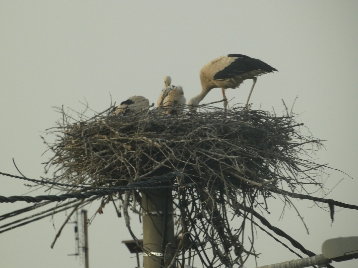 White Stork - ML620615476