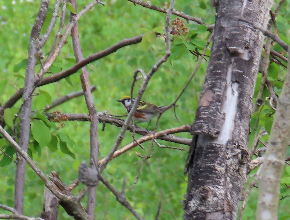 Chestnut-sided Warbler - ML620615477