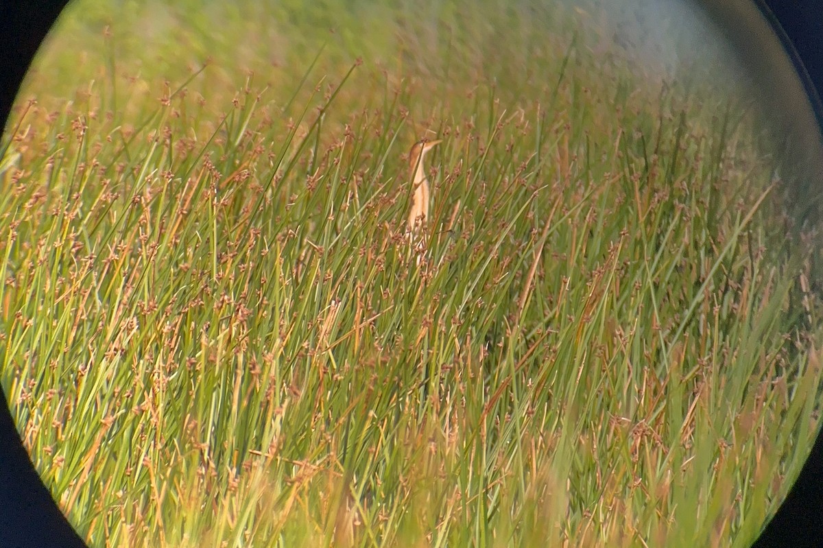 Least Bittern - ML620615478