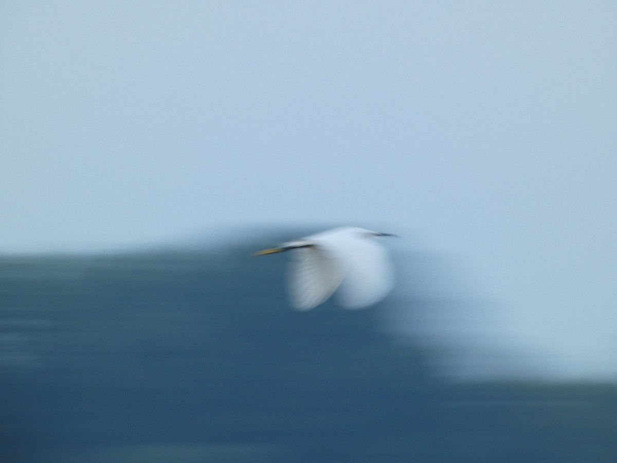 Little Egret - ML620615483