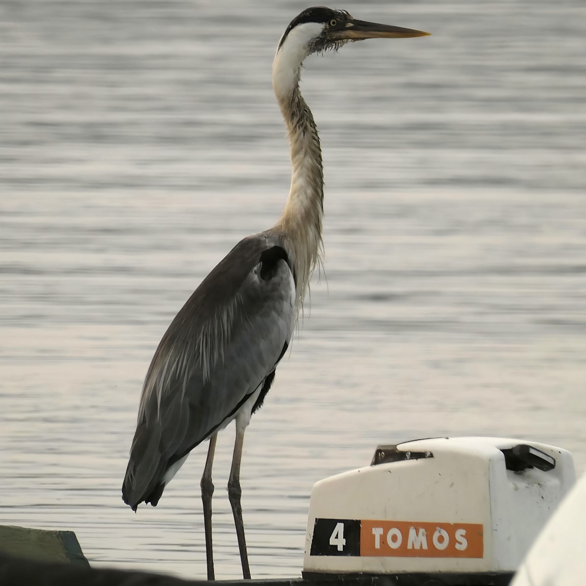 Gray Heron - ML620615488