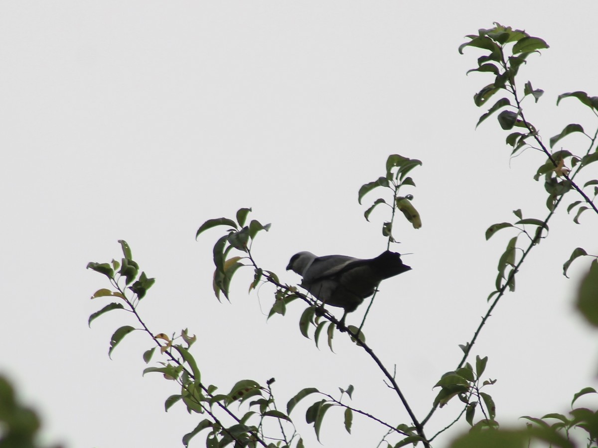 Mississippi Kite - ML620615490