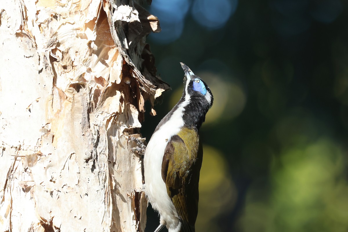 Blue-faced Honeyeater - ML620615493