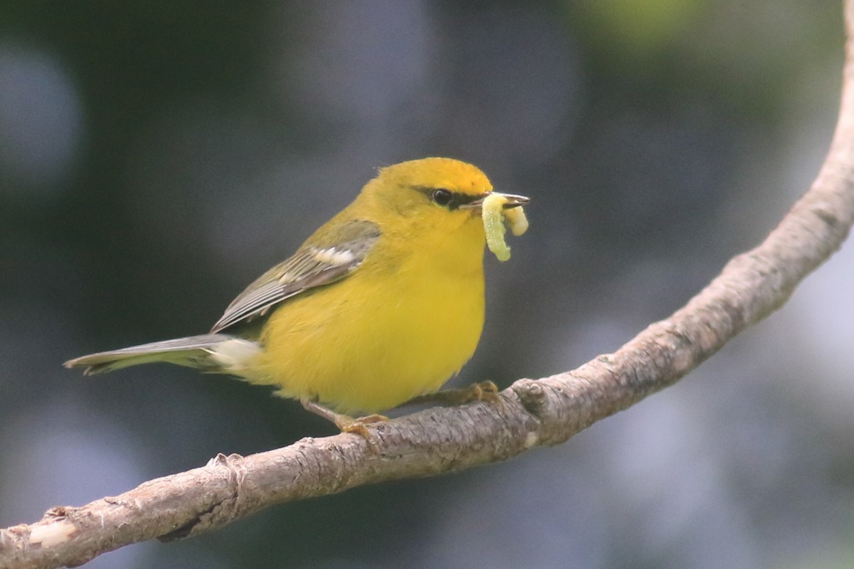 Blue-winged Warbler - ML620615495