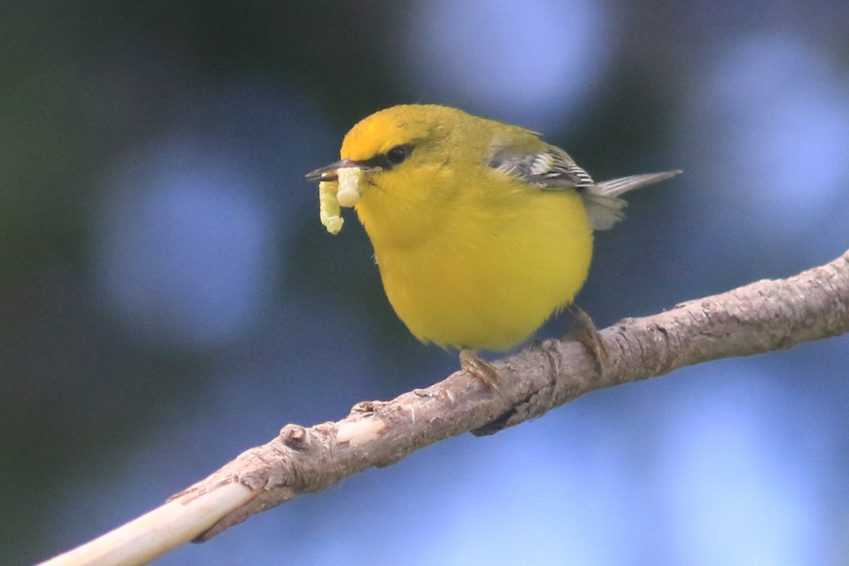 Blue-winged Warbler - Jennifer Allison