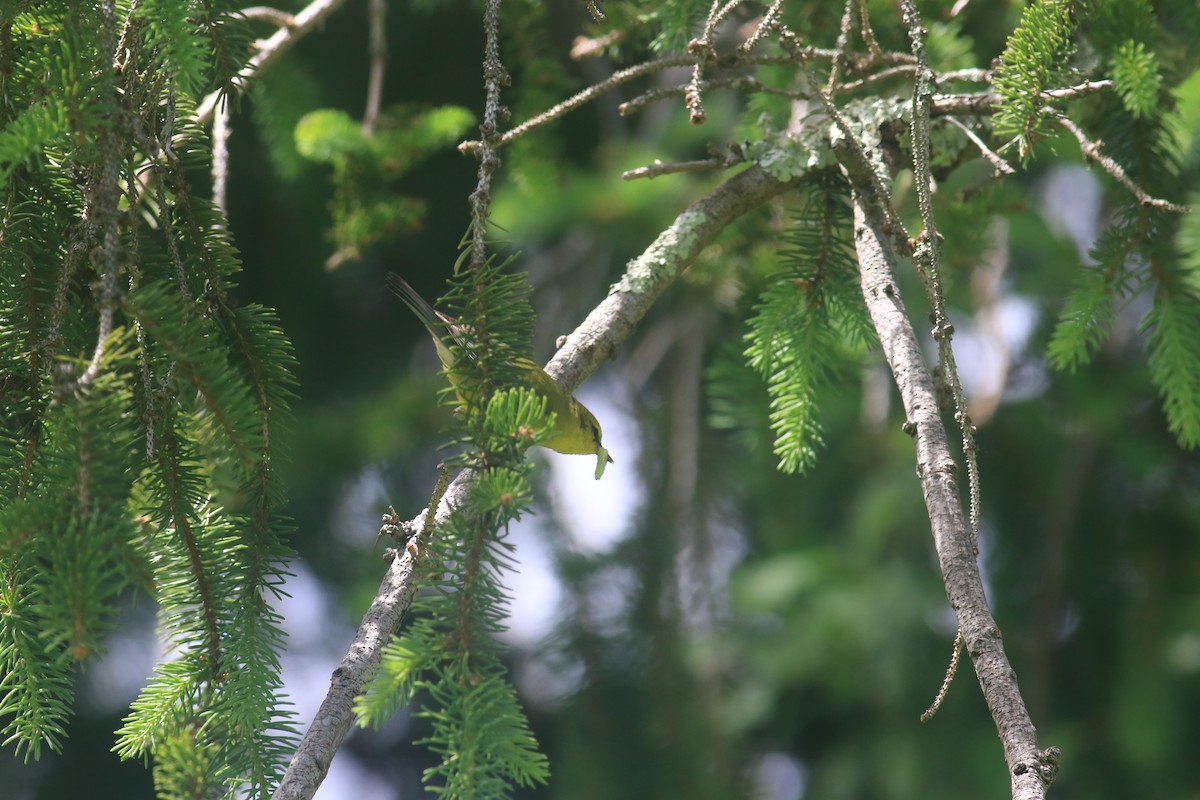 Blue-winged Warbler - Jennifer Allison