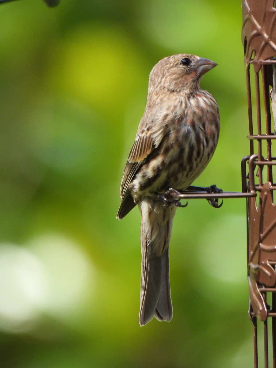 House Finch - ML620615501