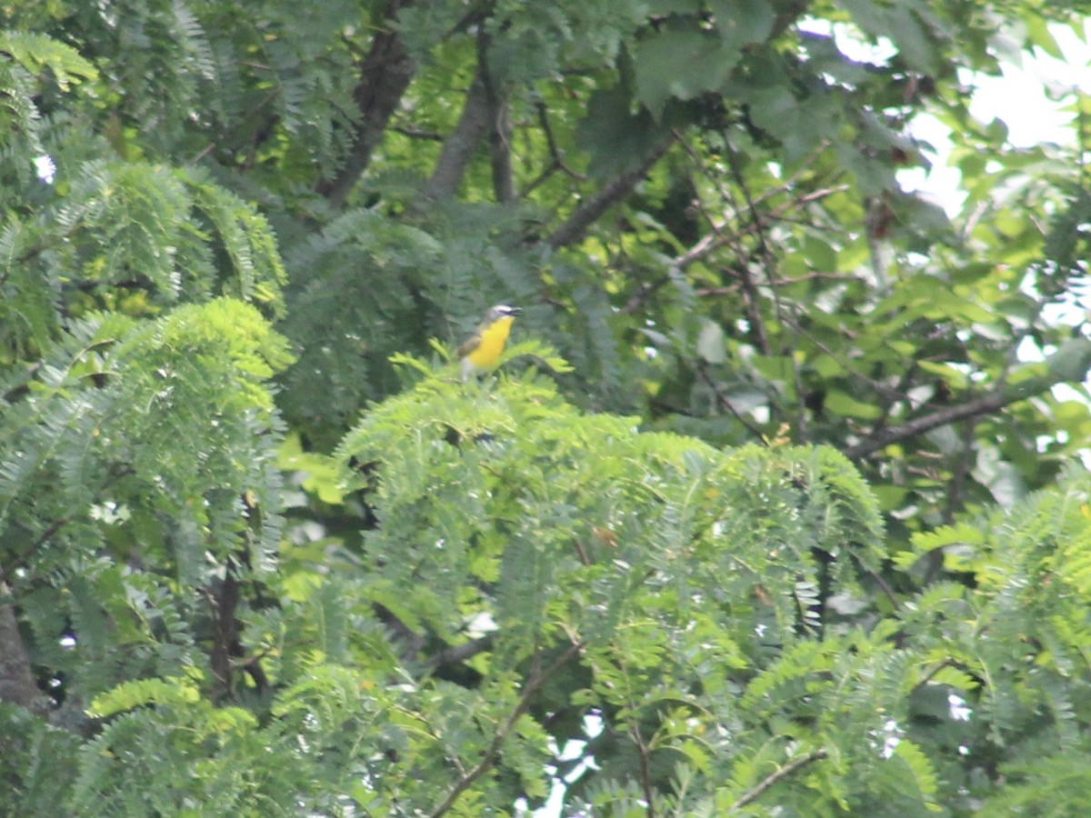 Yellow-breasted Chat - ML620615505