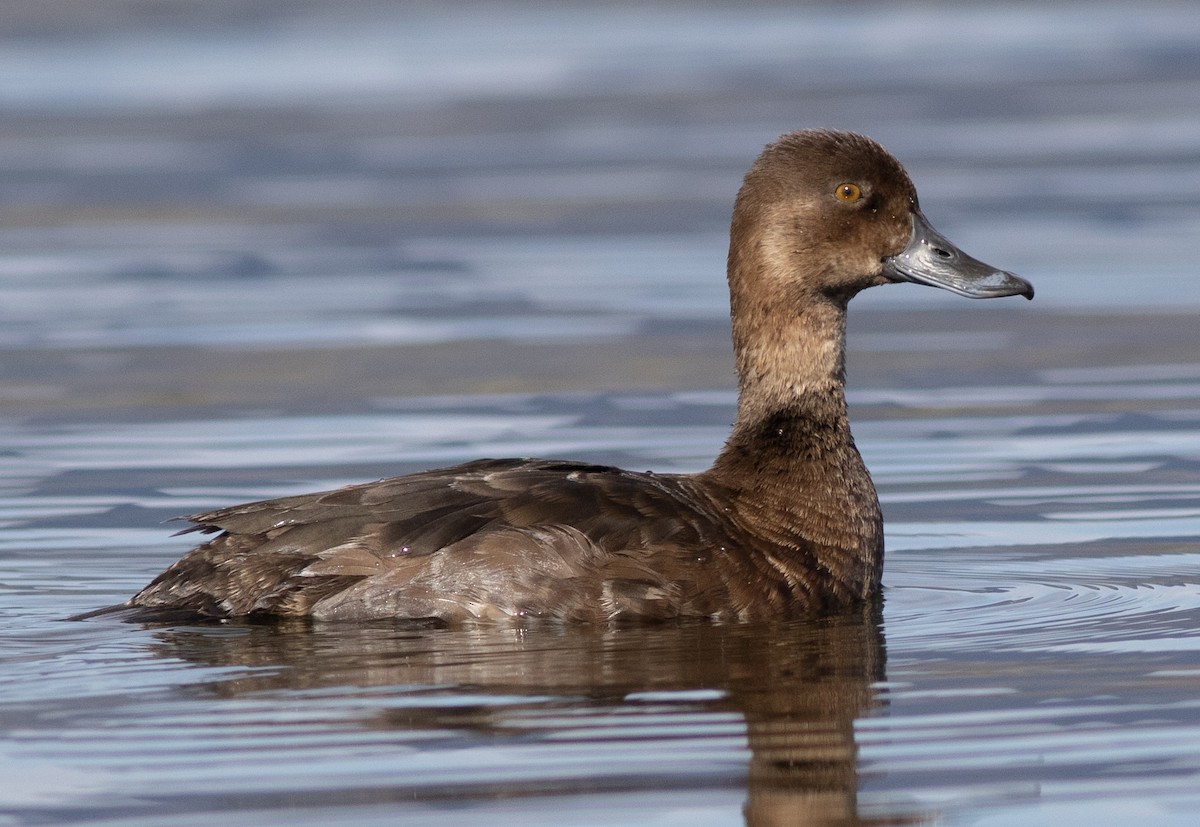 Lesser Scaup - ML620615506