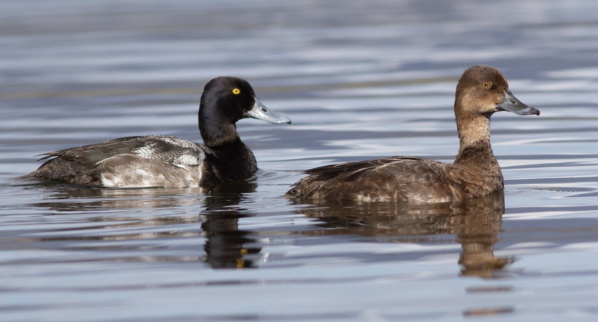 Lesser Scaup - ML620615508