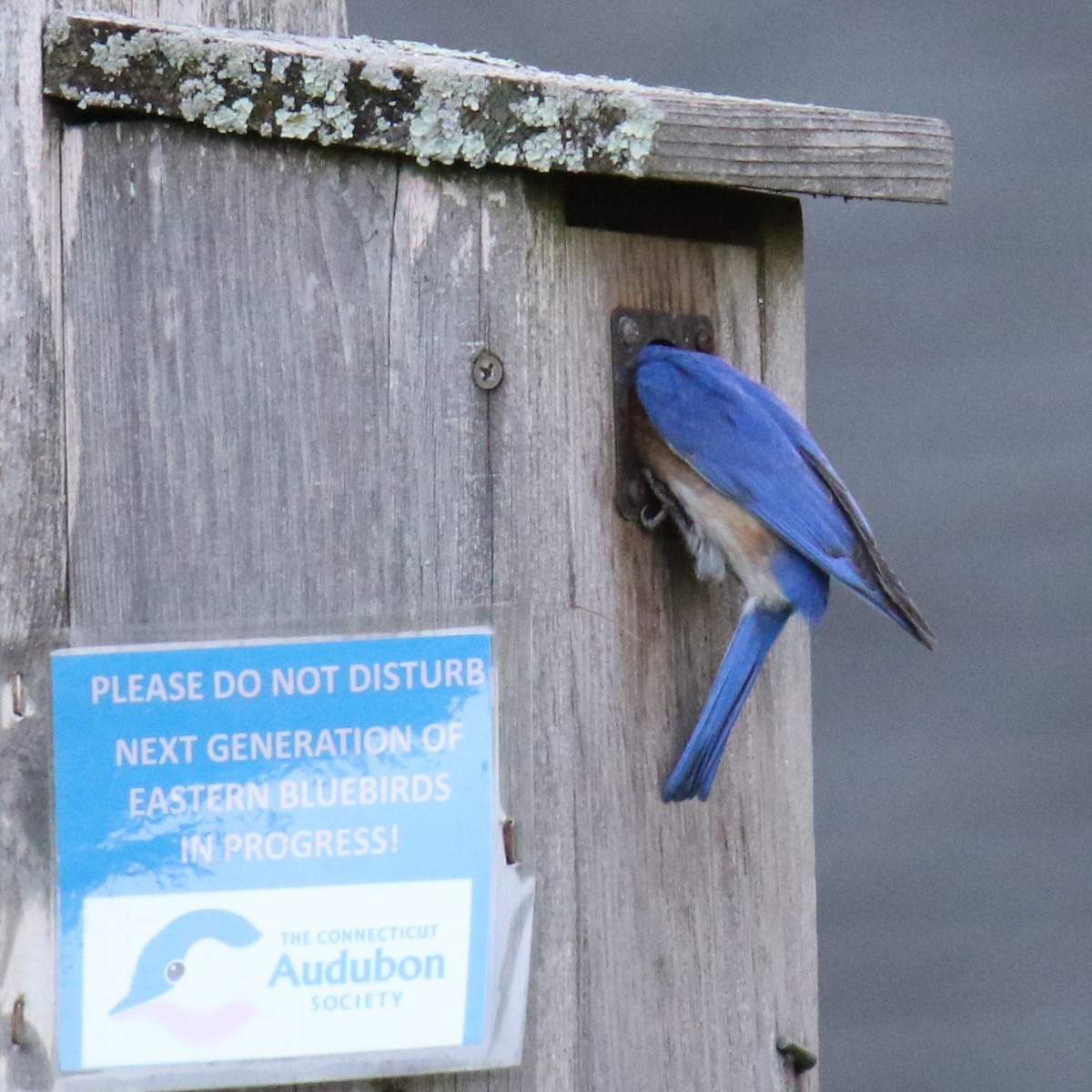 Eastern Bluebird - Linda Miller