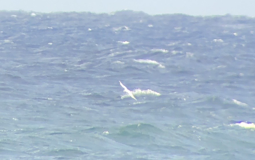 White-tailed Tropicbird - ML620615514