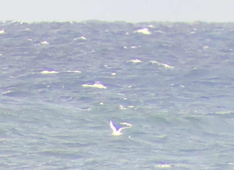 White-tailed Tropicbird - ML620615520