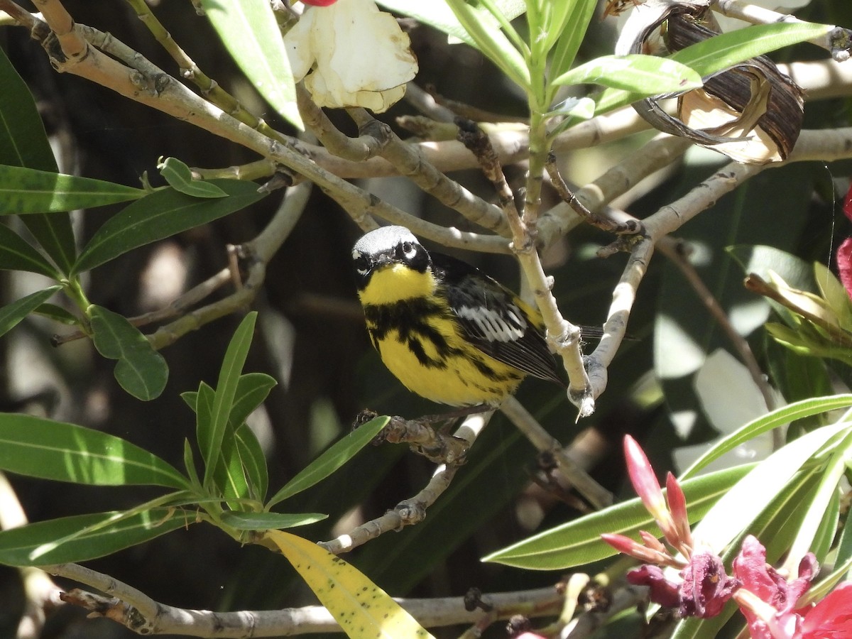 Magnolia Warbler - ML620615524