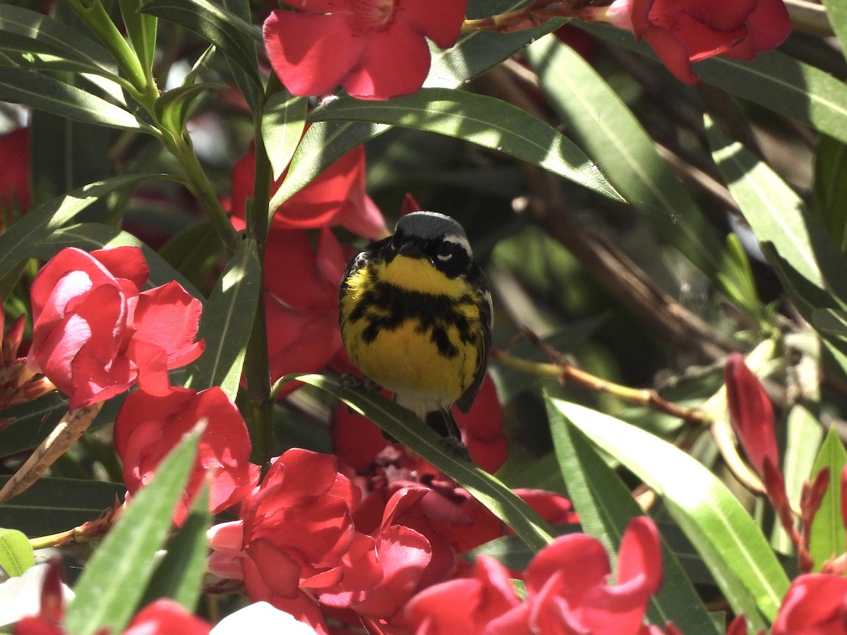 Magnolia Warbler - ML620615526