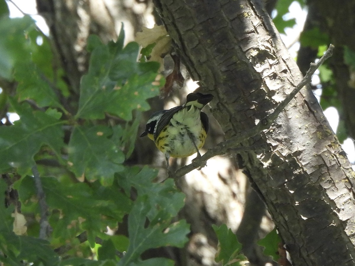 Magnolia Warbler - ML620615527